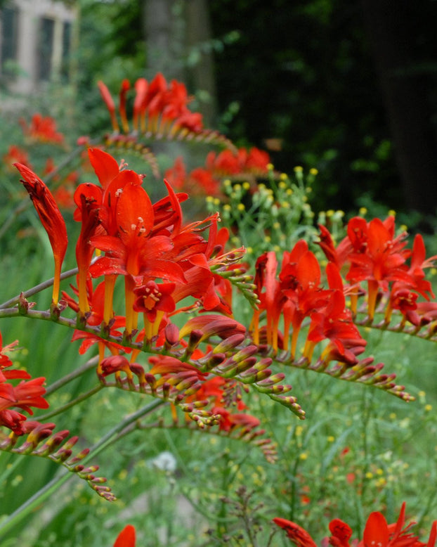 Crocosmia 'Lucifer'
