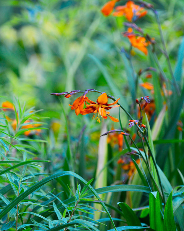 Crocosmia 'Emily McKenzie'