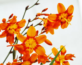 Crocosmia 'Emily McKenzie' Crocosmia 'Emily McKenzie'