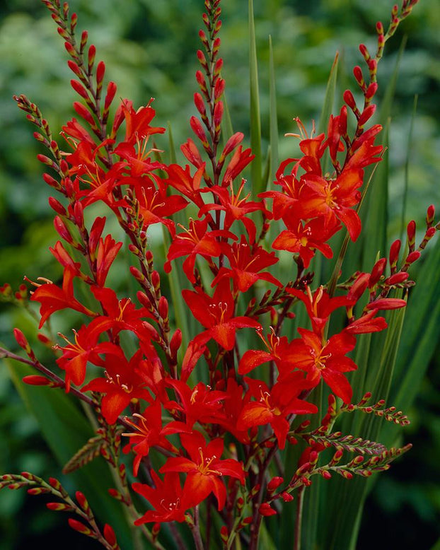 Crocosmia 'Mistral'