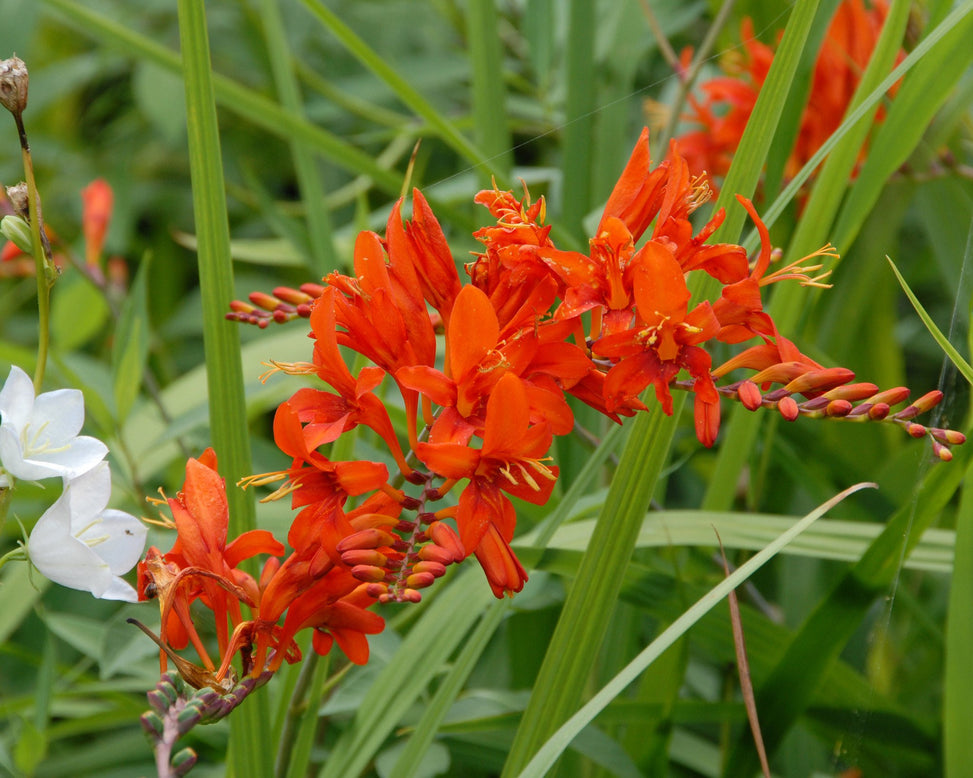Crocosmia 'Mistral'