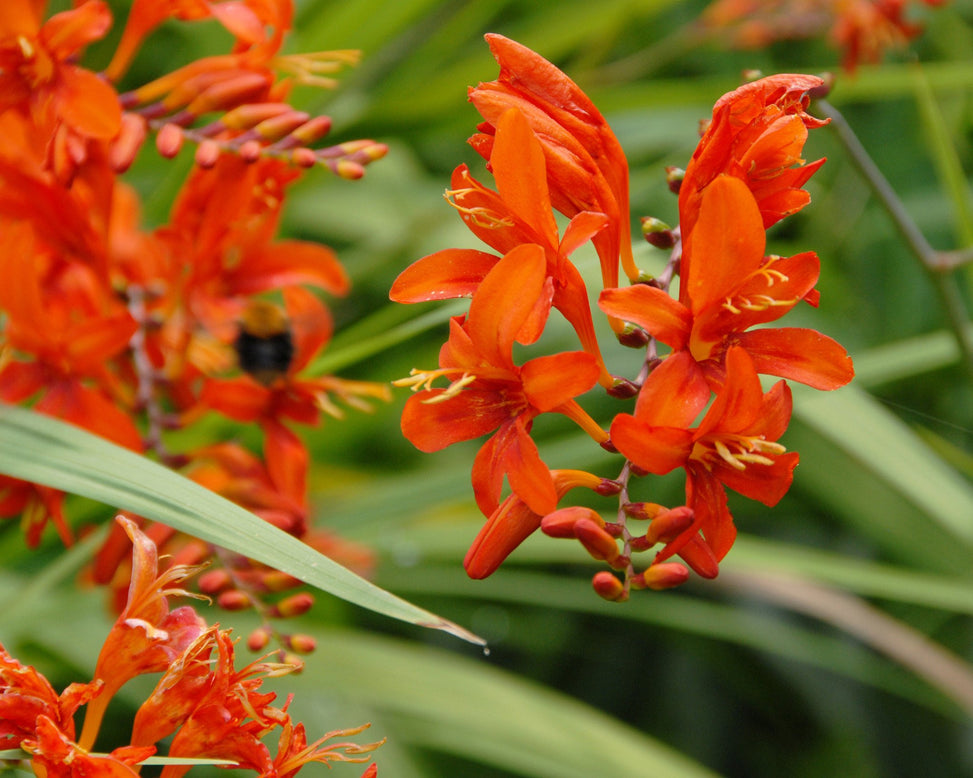Crocosmia 'Mistral'