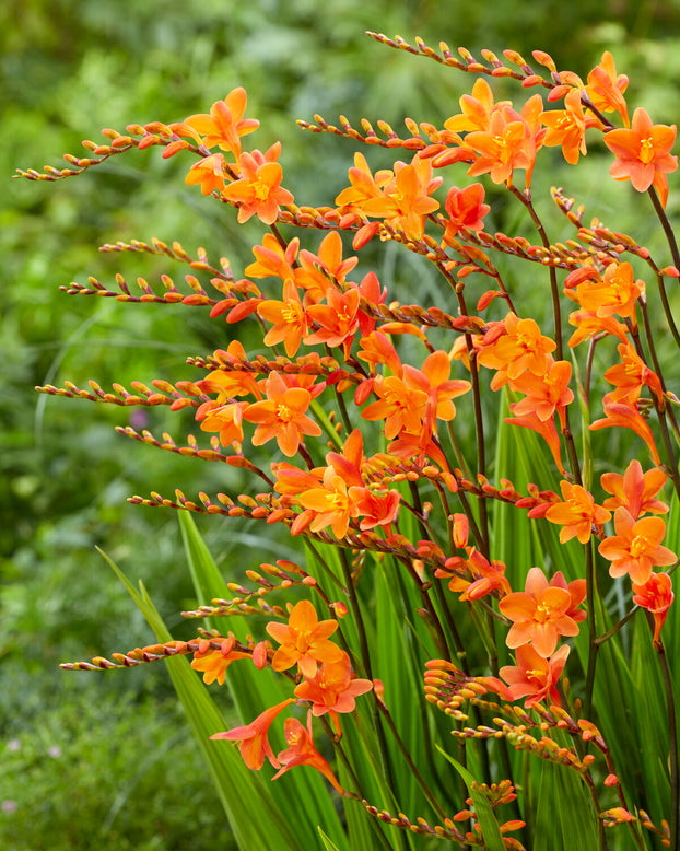 Crocosmia 'Peach Melba'