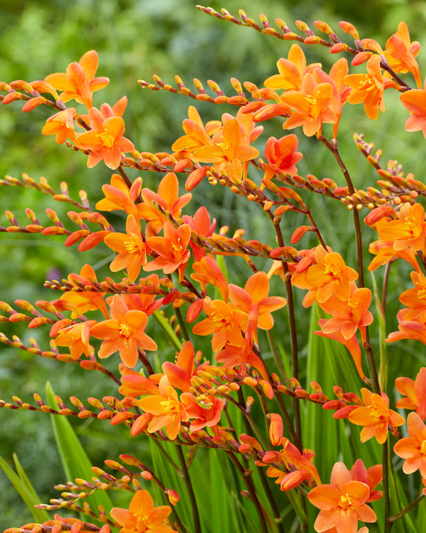 Crocosmia 'Peach Melba'