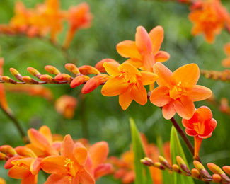 Crocosmia 'Peach Melba' Crocosmia 'Peach Melba'