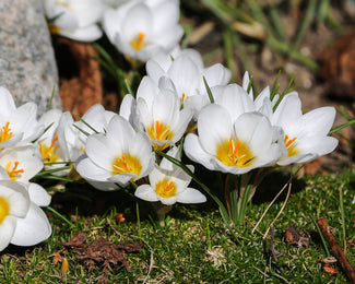 Crocus 'Ard Schenk' Crocus 'Ard Schenk'
