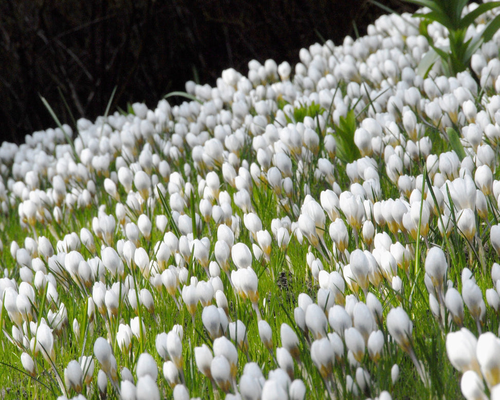 Flower BulbsArd Schenk Bulbs UK - 4