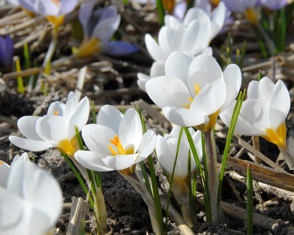 Flower BulbsArd Schenk Bulbs UK - 3