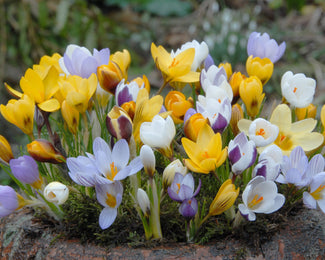 Crocus 'Botanical Mixed' Flower BulbsBotanical Mixed Colours Bulbs UK - 1