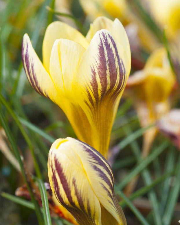 Crocus 'Gipsy Girl'