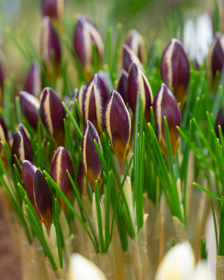 Crocus 'Herald' Crocus 'Herald'