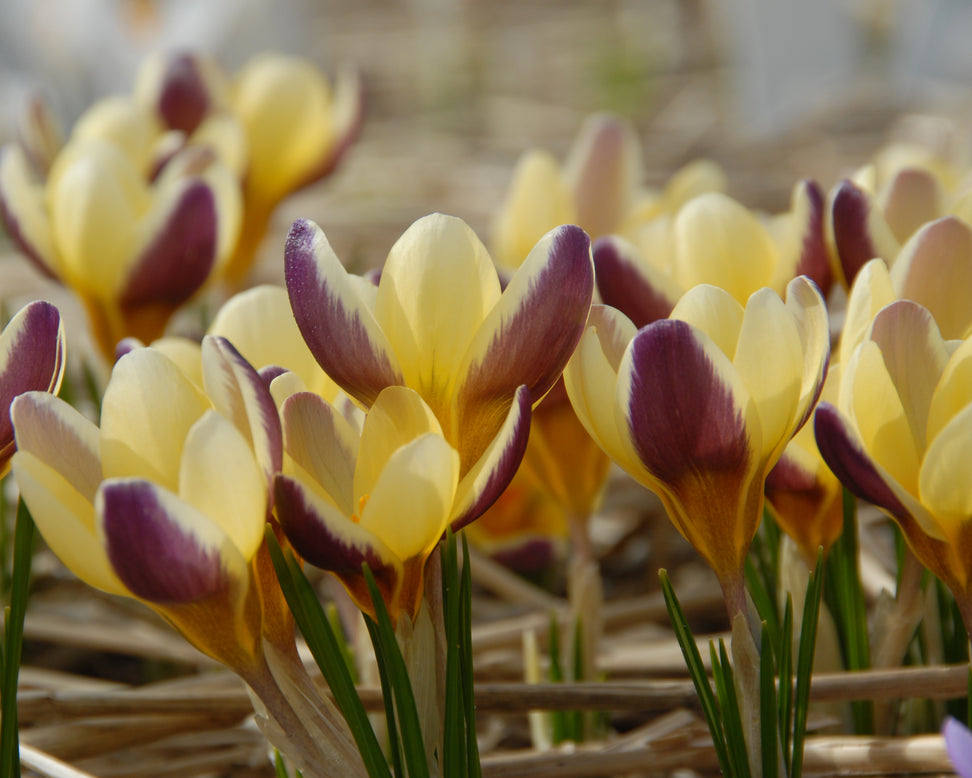 Crocus 'Herald'