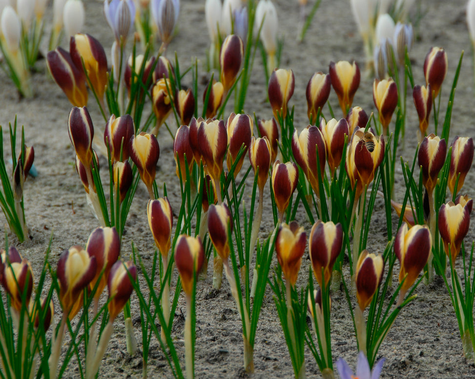 Crocus 'Herald'