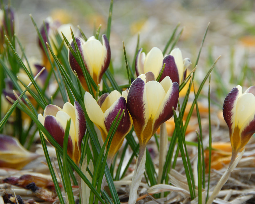 Crocus 'Herald'