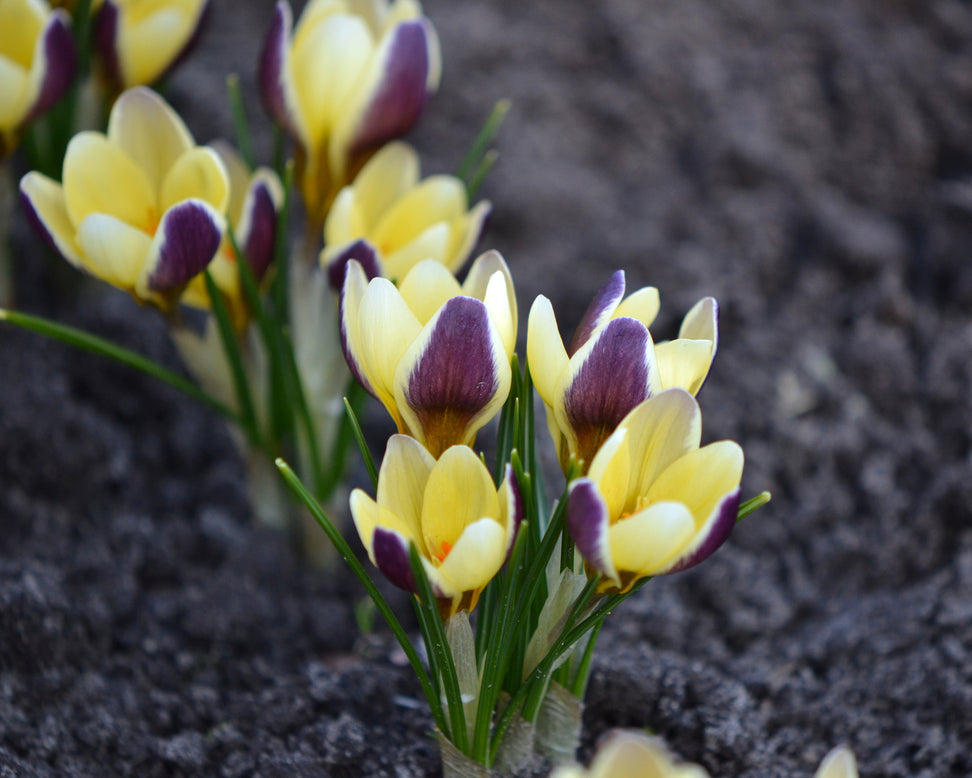 Crocus 'Herald'
