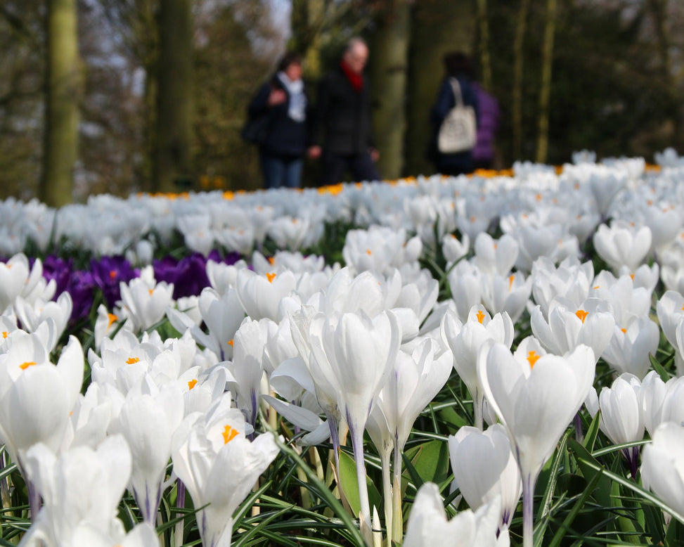 Crocus 'Jeanne d'Arc'