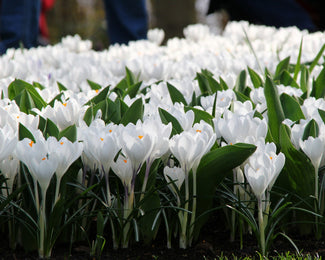 Crocus 'Jeanne d'Arc' Crocus 'Jeanne d'Arc'