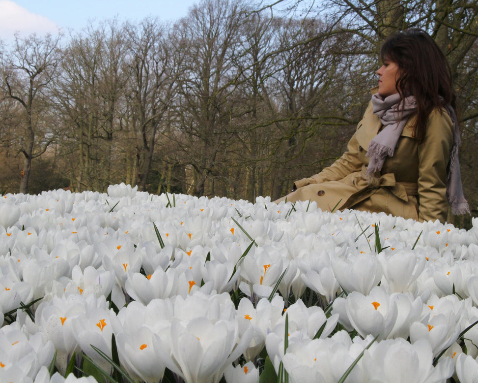 Crocus 'Jeanne d'Arc'