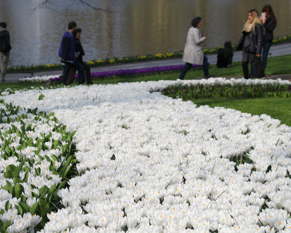 Crocus 'Jeanne d'Arc'