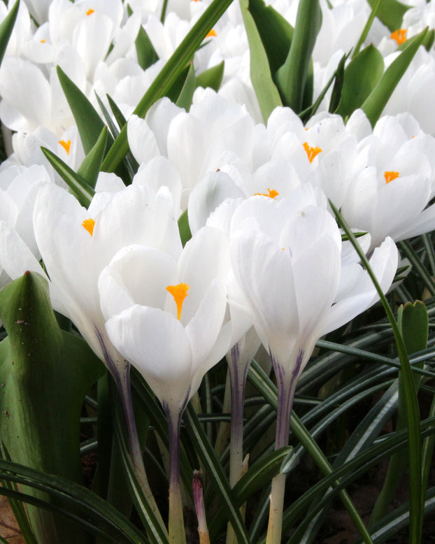 Crocus 'Jeanne d'Arc'