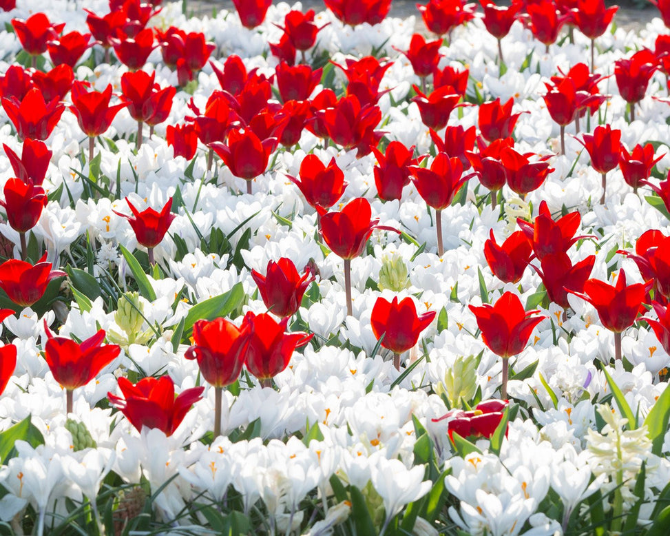 Flower BulbsJeanne d'Arc Bulbs UK - 3