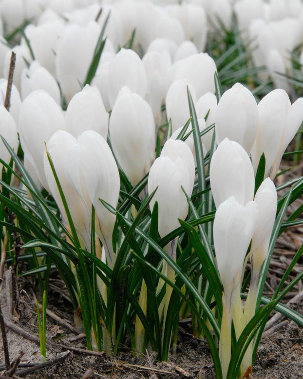 Flower BulbsJeanne d'Arc Bulbs UK - 1