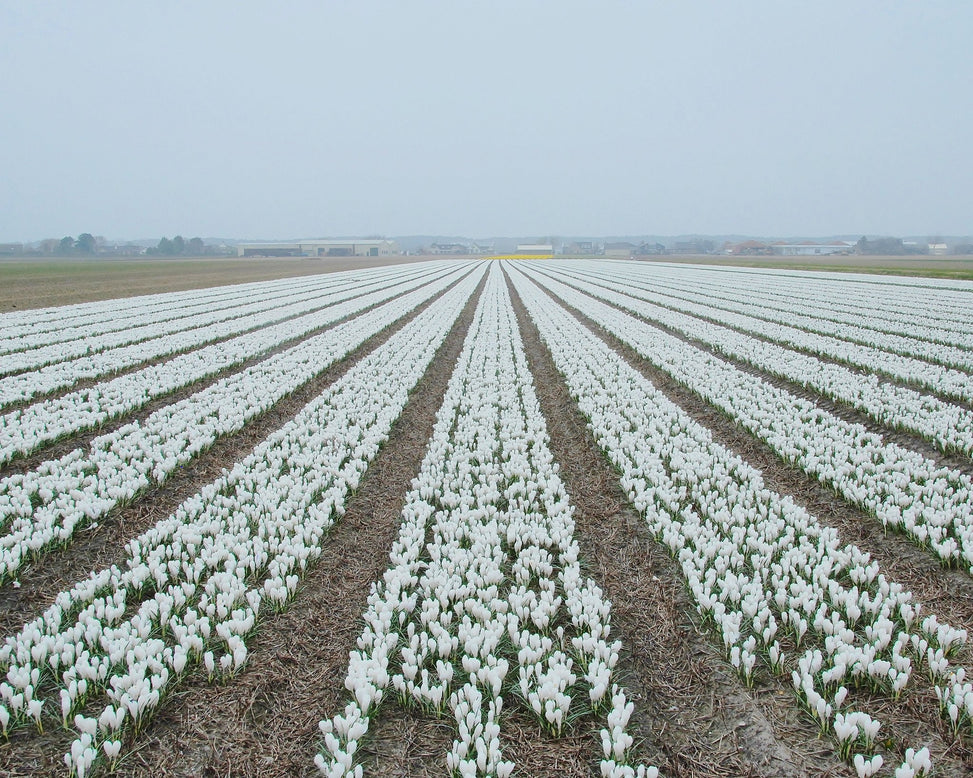 Flower BulbsJeanne d'Arc Bulbs UK - 4
