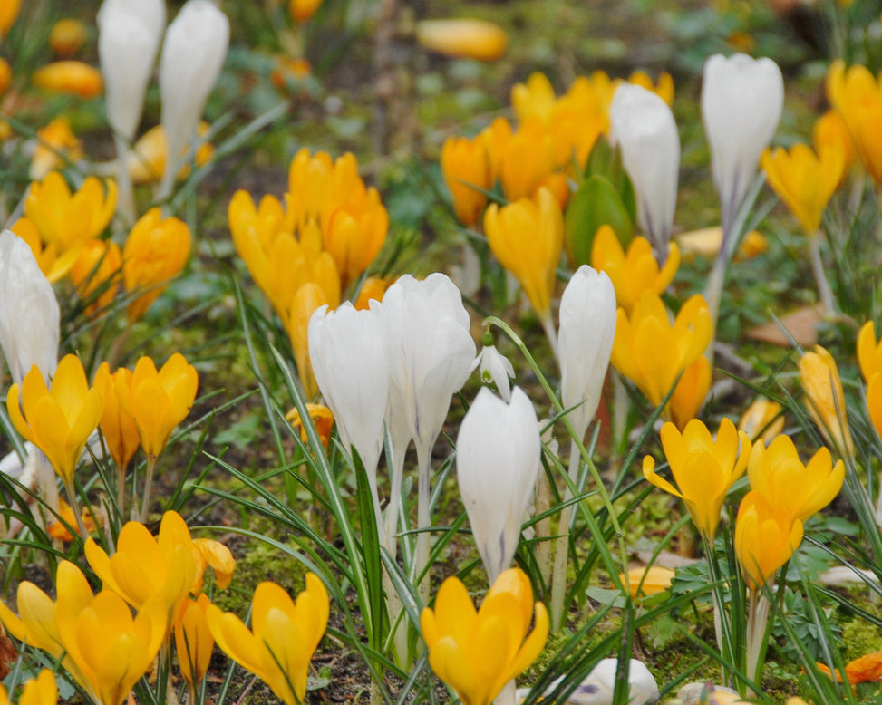 Flower BulbsJeanne d'Arc Bulbs UK - 5