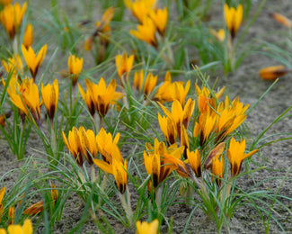 Crocus korolkowii Crocus korolkowii