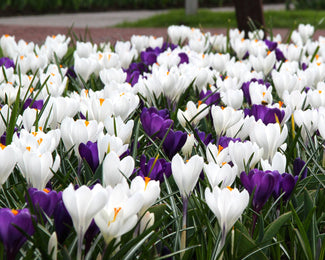 Crocus collection 'Match of the Day' Crocus collection 'Match of the Day'