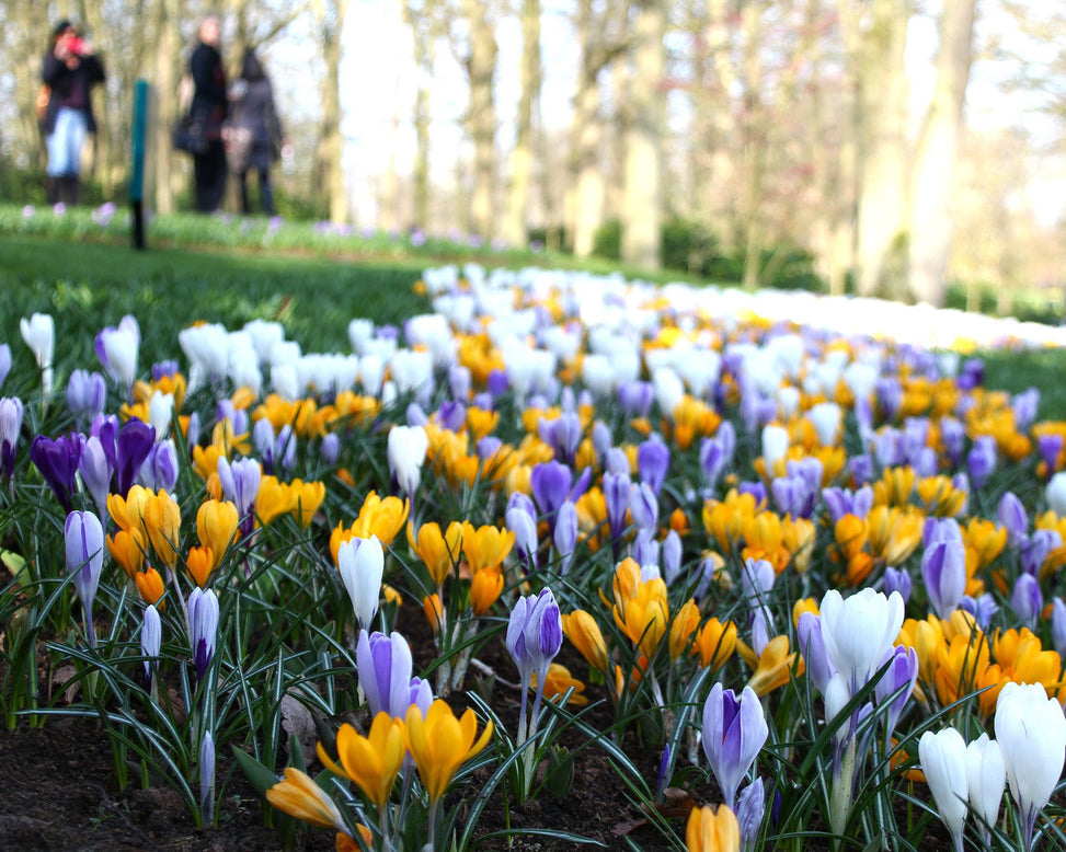 Crocus 'Mixed Colours'