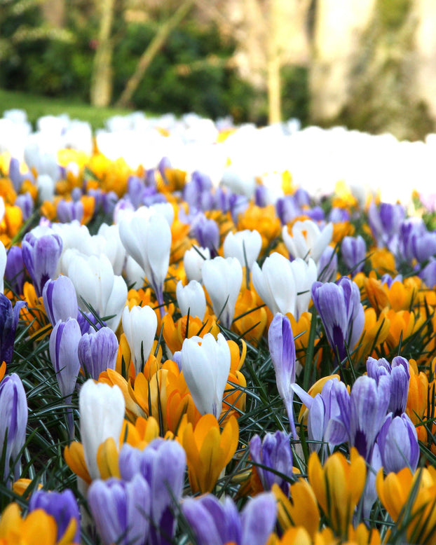 Crocus 'Mixed Colours'