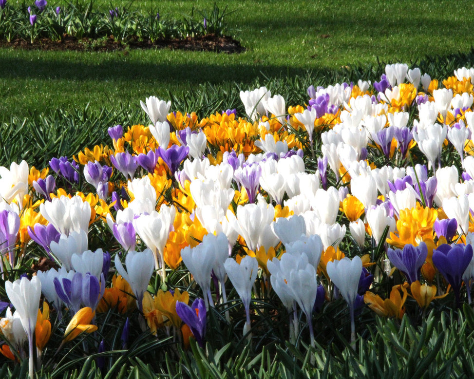 Crocus 'Mixed Colours'