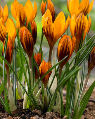 Crocus 'Orange Monarch' Crocus 'Orange Monarch'