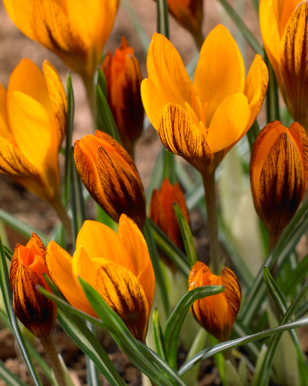 Crocus 'Orange Monarch'