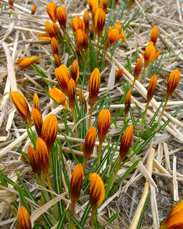 Flower BulbsOrange Monarch Bulbs UK