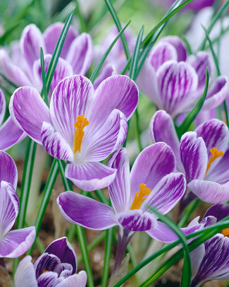 Crocus 'Pickwick' Crocus 'Pickwick'