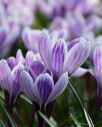 Crocus 'Pickwick' Crocus 'Pickwick'