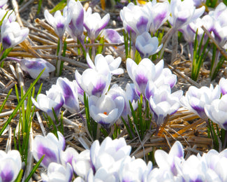 Crocus 'Prins Claus' Crocus 'Prins Claus'