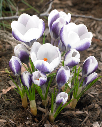 Crocus 'Prins Claus' Crocus 'Prins Claus'