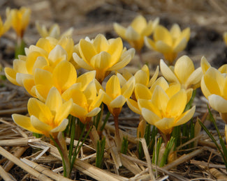 Crocus 'Romance' Crocus 'Romance'