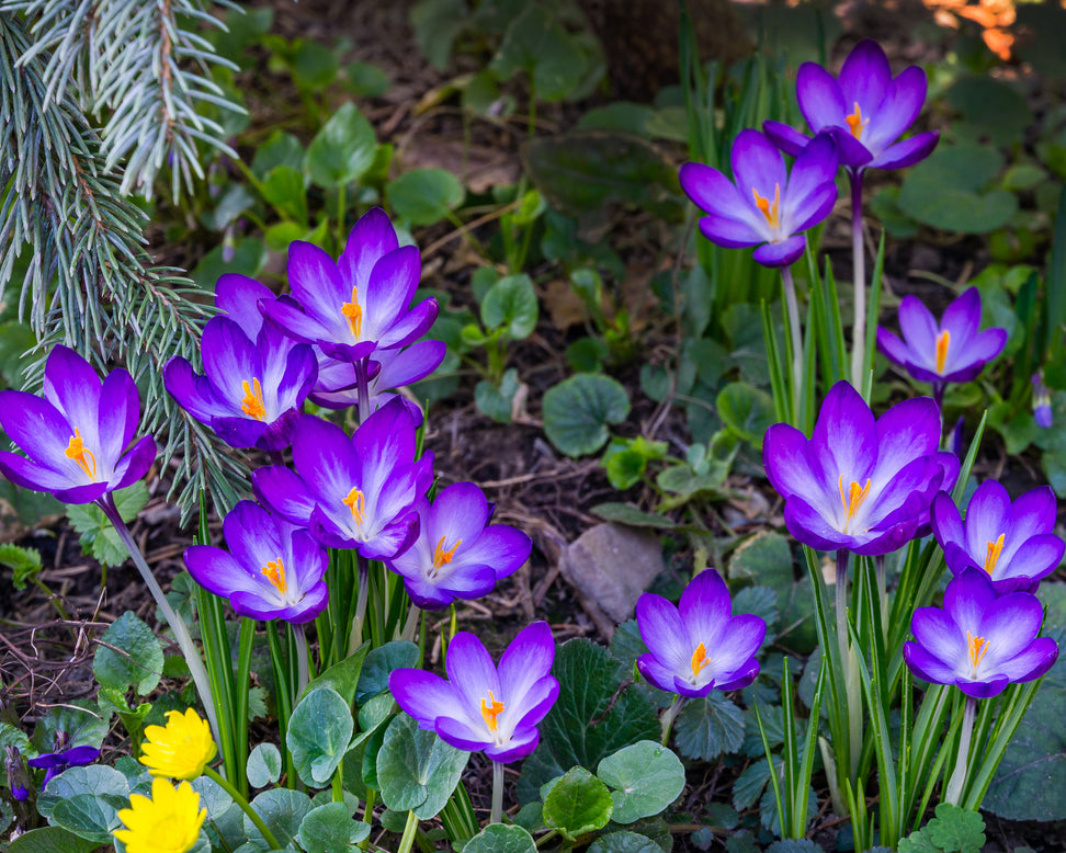 Crocus 'Ruby Giant'