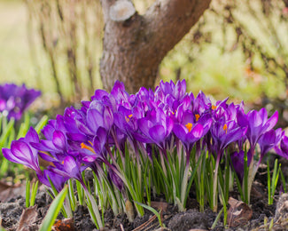 Crocus 'Ruby Giant' Flower Bulbstommasinianus Ruby Giant Bulbs UK - 1
