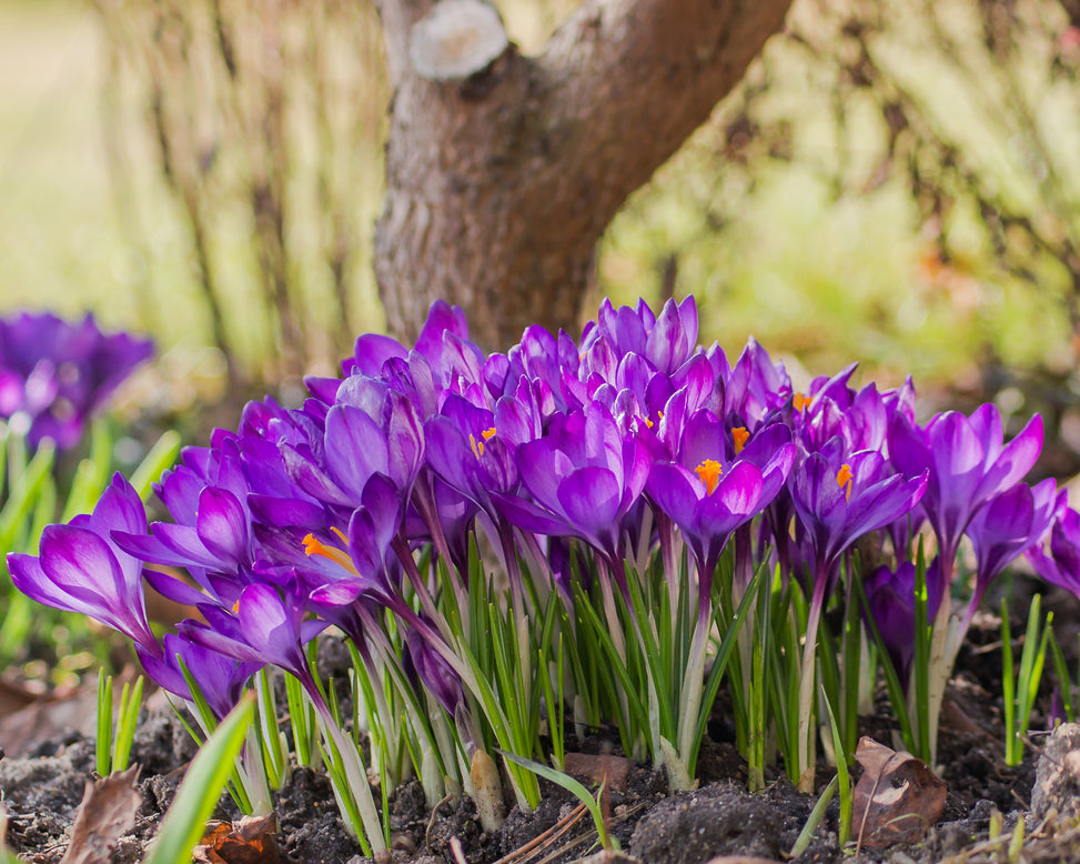 Crocus 'Ruby Giant'