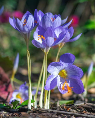 Crocus speciosus Crocus speciosus