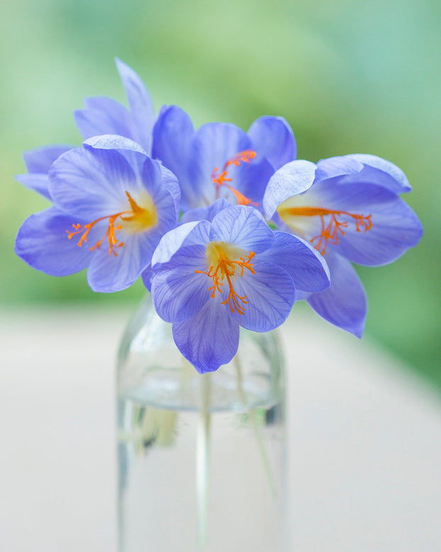 Flower BulbsSpeciosus Bulbs UK - 3