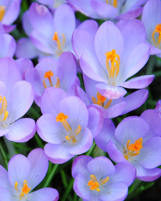 Crocus tommasinianus Crocus tommasinianus