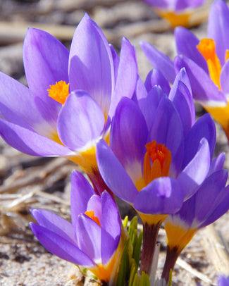 Crocus sieberi 'Tricolor' Flower Bulbssieberi Tricolor Bulbs UK - 1