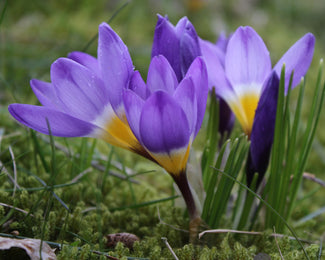 Crocus sieberi 'Tricolor' Flower Bulbssieberi Tricolor Bulbs UK - 1