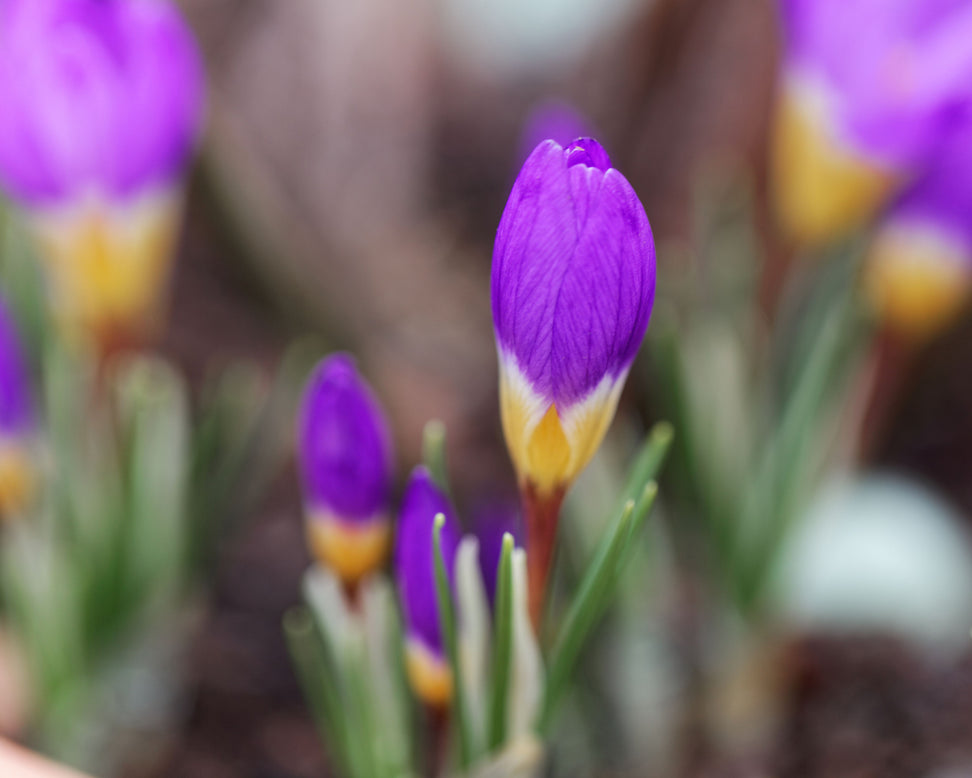 Crocus sieberi 'Tricolor'